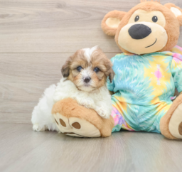 6 week old Shih Poo Puppy For Sale - Puppy Love PR