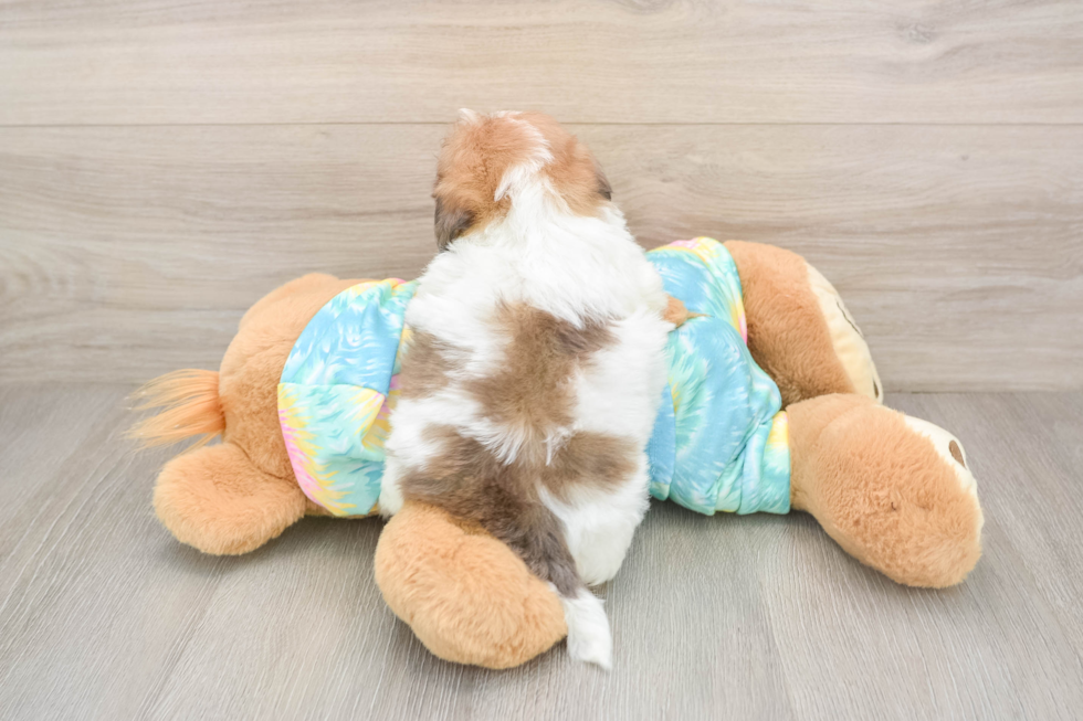 Shih Poo Pup Being Cute