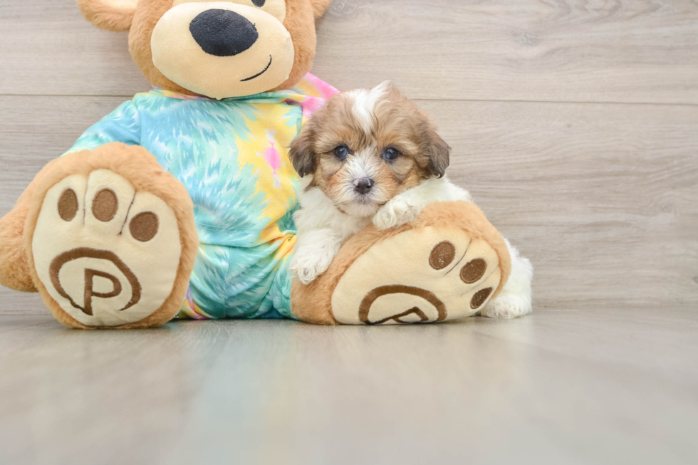 Shih Poo Puppy for Adoption