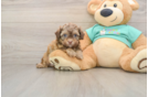 Hypoallergenic Shihpoo Poodle Mix Puppy