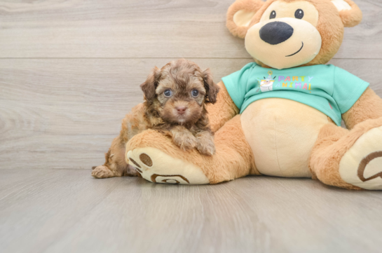 Hypoallergenic Shihpoo Poodle Mix Puppy