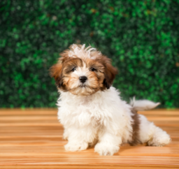 10 week old Shih Poo Puppy For Sale - Puppy Love PR