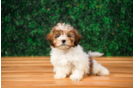 Best Shih Poo Baby
