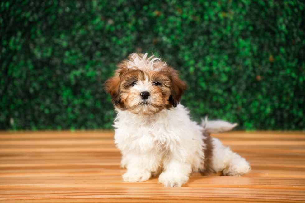 Best Shih Poo Baby