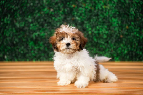 Best Shih Poo Baby