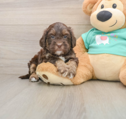 8 week old Shih Poo Puppy For Sale - Puppy Love PR
