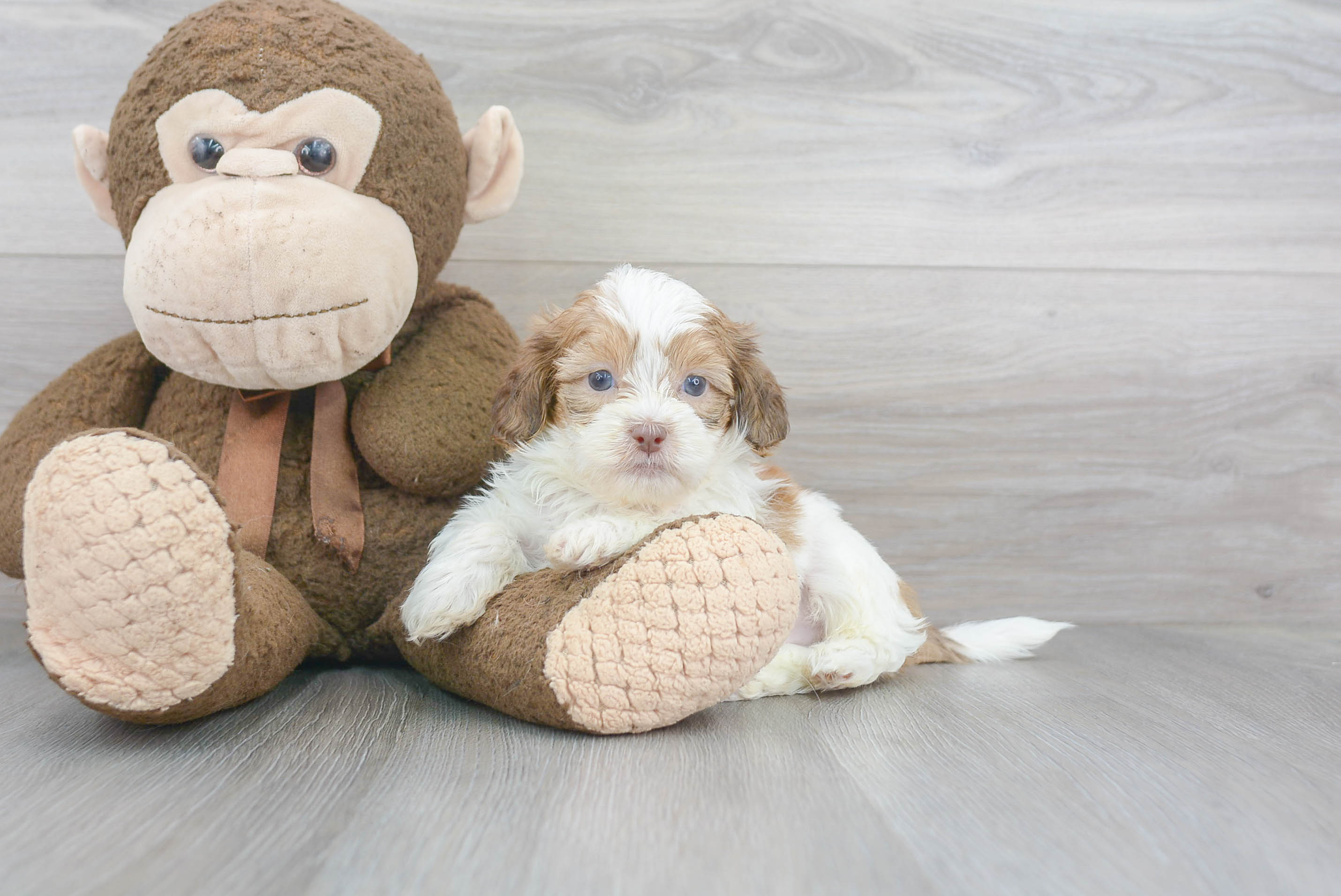 Best Shih Poo Baby