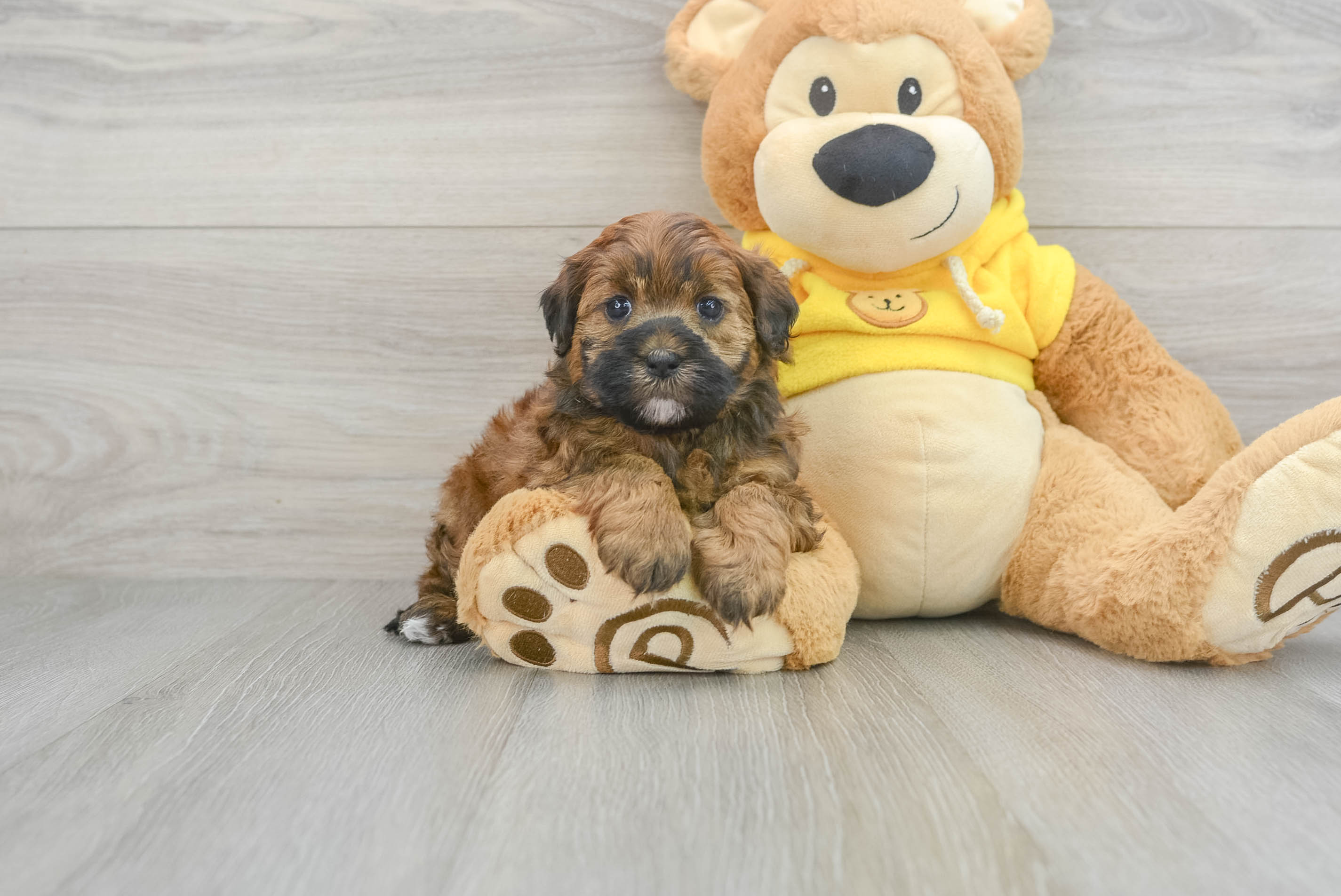 Cute Shih Poo Baby