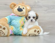 6 week old Shih Poo Puppy For Sale - Puppy Love PR