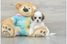 Hypoallergenic Shihpoo Poodle Mix Puppy