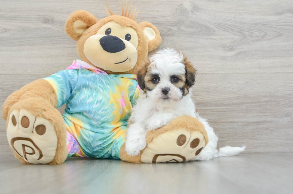 6 week old Shih Poo Puppy For Sale - Puppy Love PR