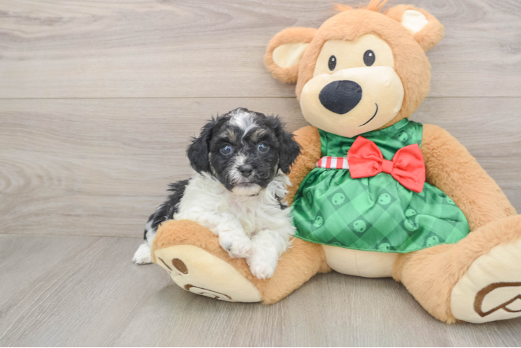 Smart Shih Poo Poodle Mix Pup