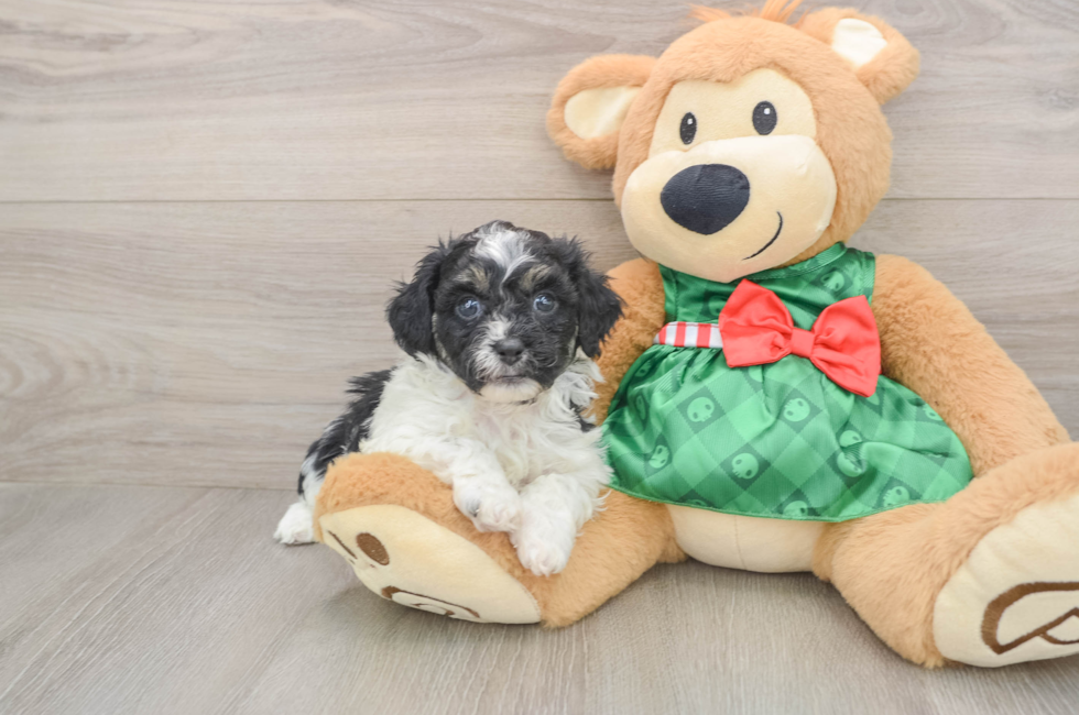 5 week old Shih Poo Puppy For Sale - Puppy Love PR
