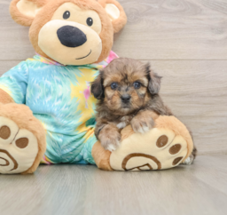 6 week old Shih Poo Puppy For Sale - Puppy Love PR