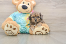 Shih Poo Puppy for Adoption