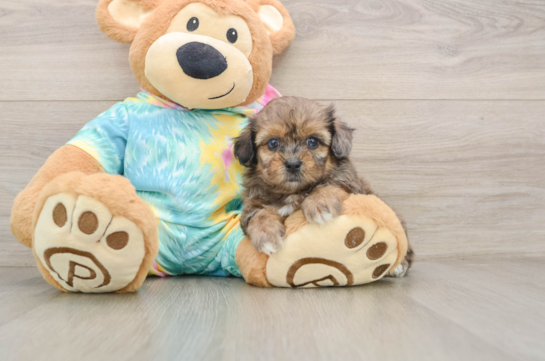 Shih Poo Puppy for Adoption
