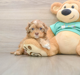 8 week old Shih Poo Puppy For Sale - Puppy Love PR