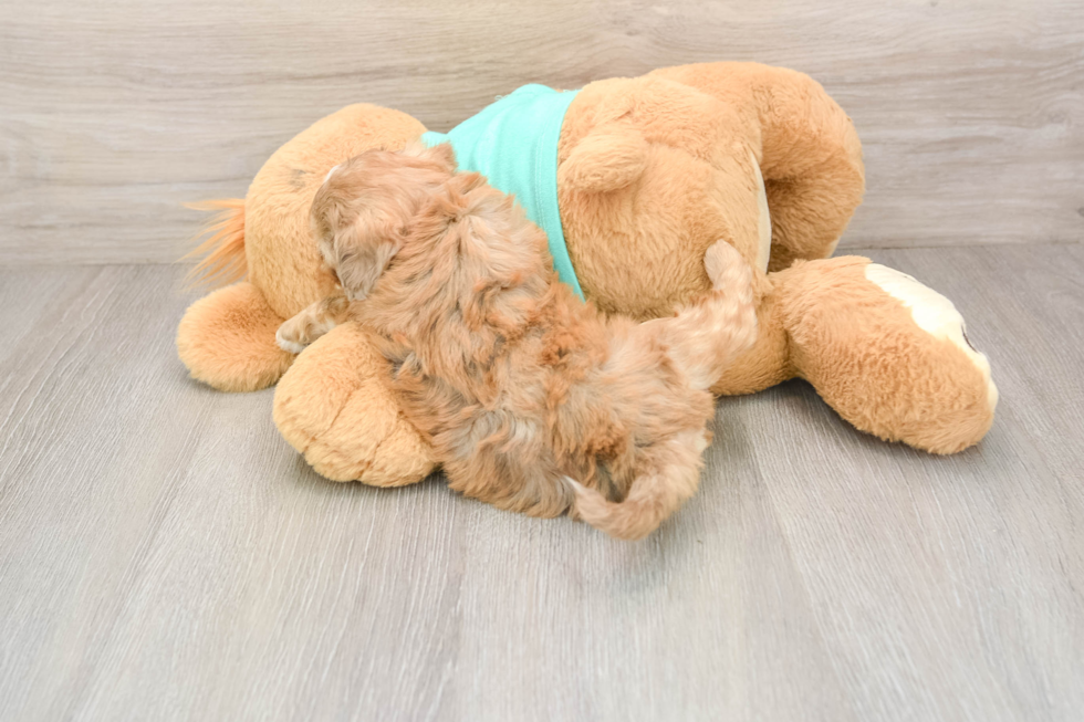 Shih Poo Pup Being Cute