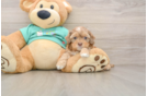 Hypoallergenic Shih Poo Poodle Mix Puppy