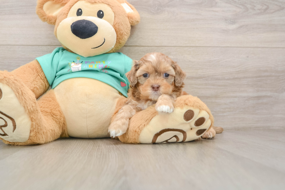 Hypoallergenic Shih Poo Poodle Mix Puppy