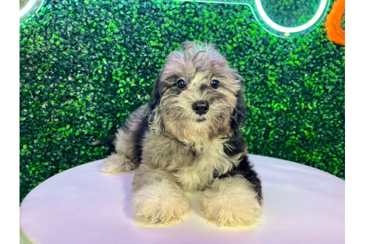 Shih Poo Pup Being Cute