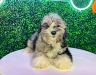 11 week old Shih Poo Puppy For Sale - Puppy Love PR