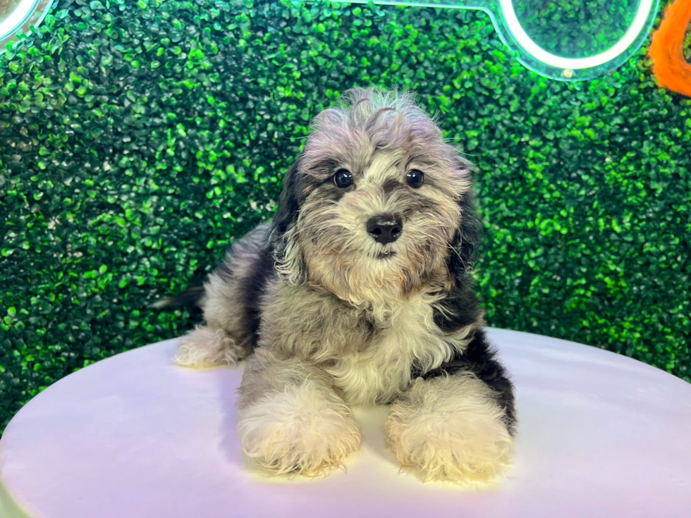 Shih Poo Pup Being Cute