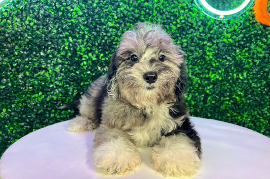 Shih Poo Pup Being Cute