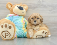 7 week old Shih Poo Puppy For Sale - Puppy Love PR