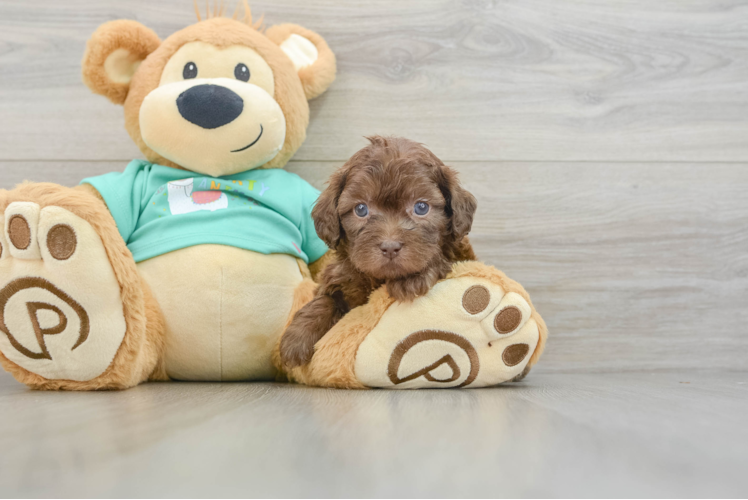 Meet Echo - our Shih Poo Puppy Photo 1/3 - Puppy Love PR Energetic Shihpoo Poodle Mix Puppy