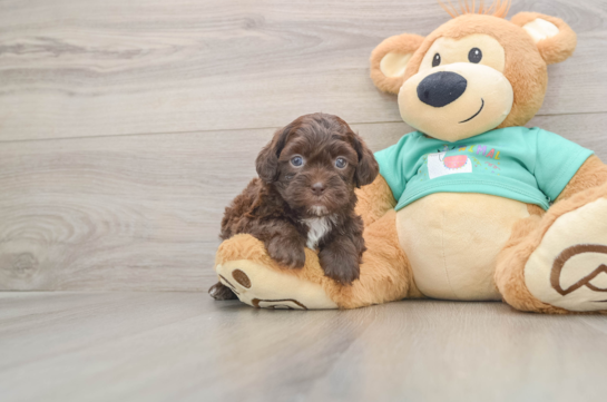 Funny Shih Poo Poodle Mix Pup