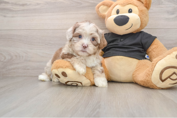 Shih Poo Pup Being Cute