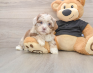 6 week old Shih Poo Puppy For Sale - Puppy Love PR