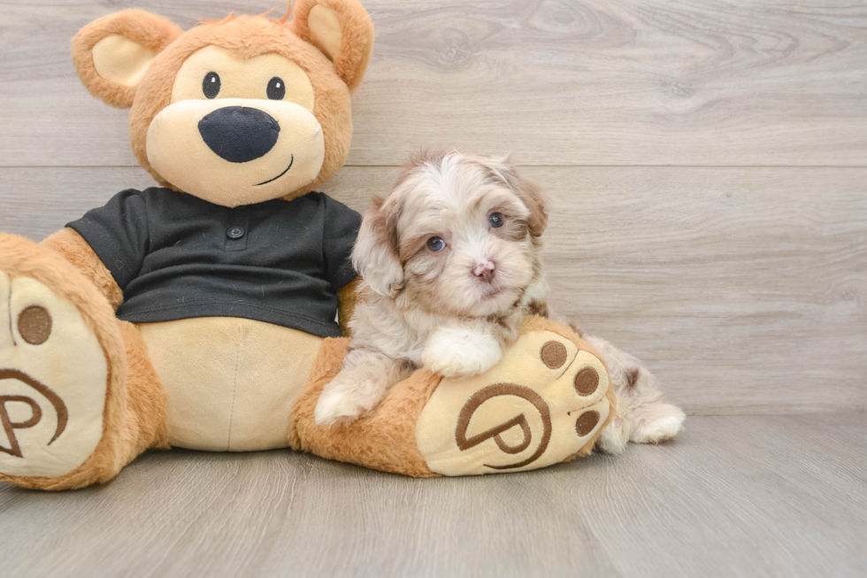 Adorable Shih Poo Poodle Mix Puppy