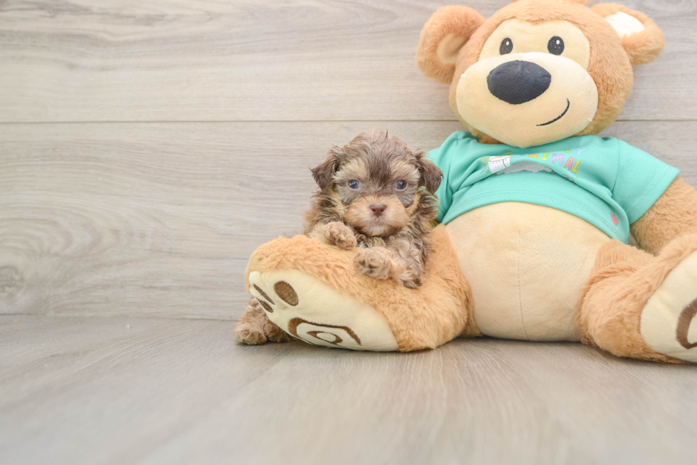 Playful Shih Poo Poodle Mix Puppy