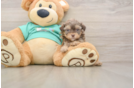 Shih Poo Pup Being Cute