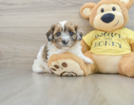 8 week old Shih Poo Puppy For Sale - Puppy Love PR