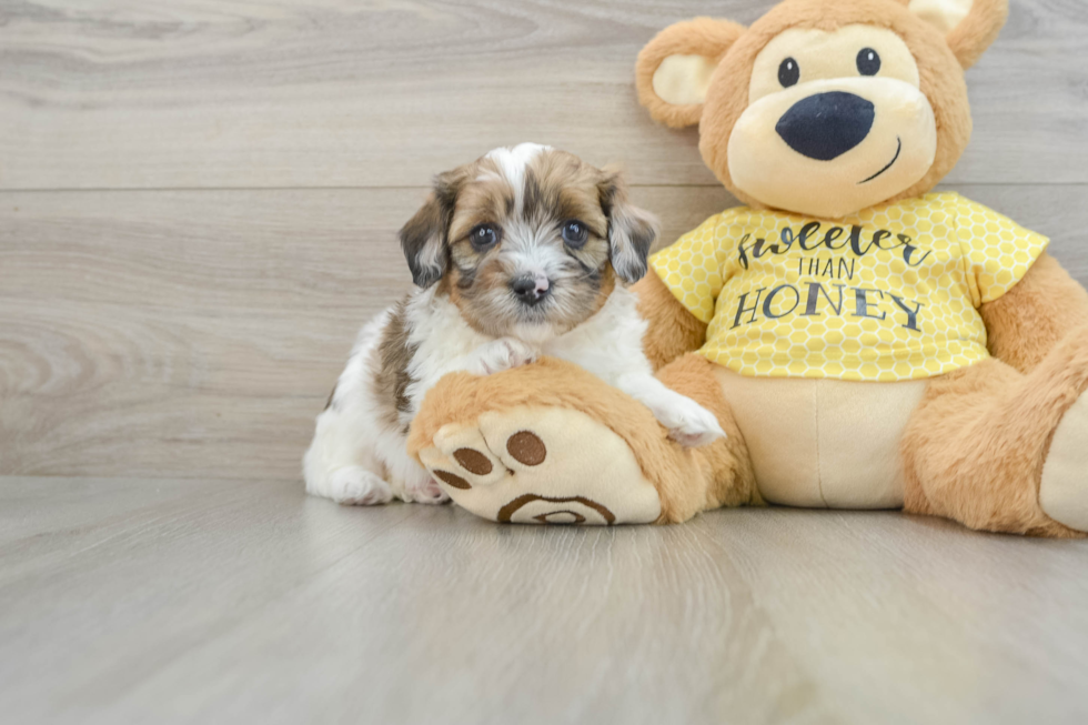 Shih Poo Puppy for Adoption