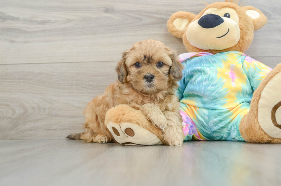 6 week old Shih Poo Puppy For Sale - Puppy Love PR