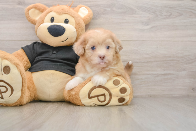 Energetic Shihpoo Poodle Mix Puppy