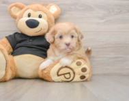 6 week old Shih Poo Puppy For Sale - Puppy Love PR