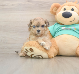 8 week old Shih Poo Puppy For Sale - Puppy Love PR