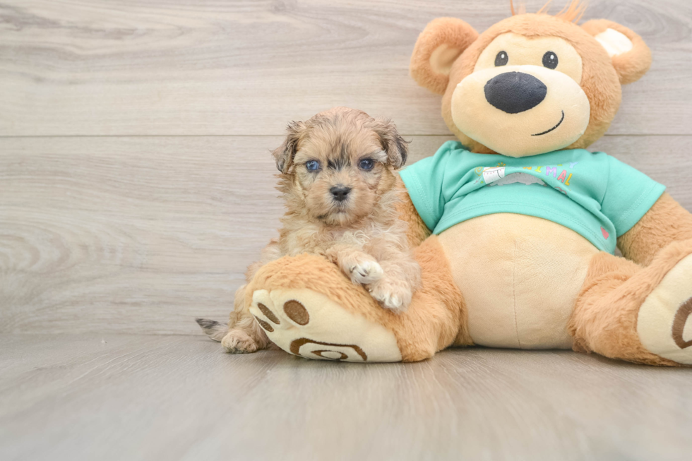 Best Shih Poo Baby