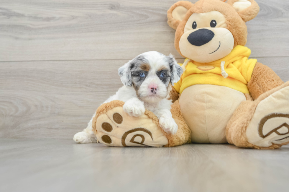 9 week old Shih Poo Puppy For Sale - Puppy Love PR