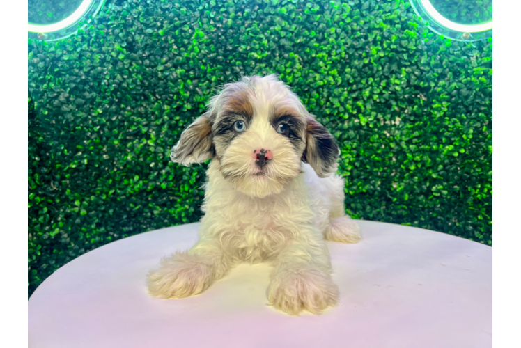 Shih Poo Pup Being Cute