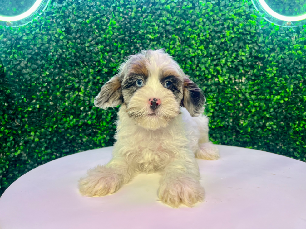 Shih Poo Pup Being Cute