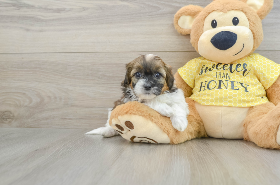 8 week old Shih Poo Puppy For Sale - Puppy Love PR