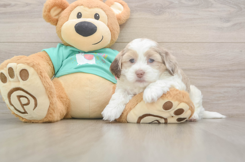 5 week old Shih Poo Puppy For Sale - Puppy Love PR