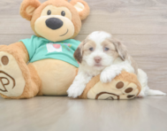 7 week old Shih Poo Puppy For Sale - Puppy Love PR 7 week old Shih Poo Puppy For Sale - Puppy Love PR