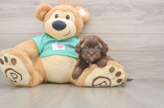 Shih Poo Puppy for Adoption